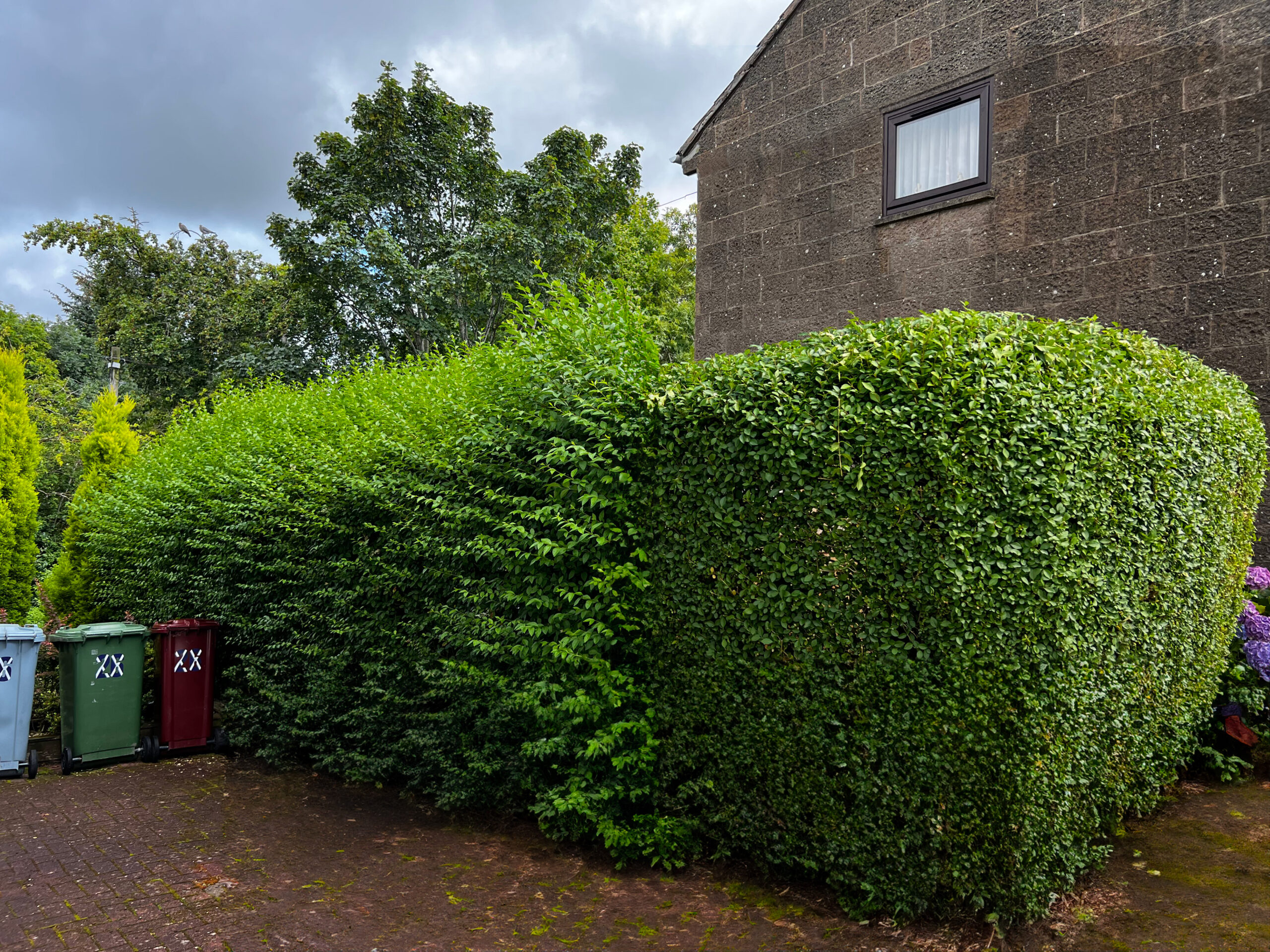 Hedge Maintenance